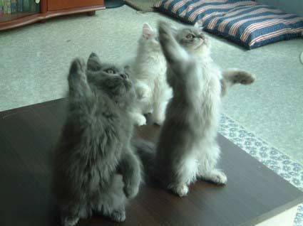imagem gato